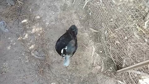 Sticky and some other Indian Runner Ducks, 21st September 2021