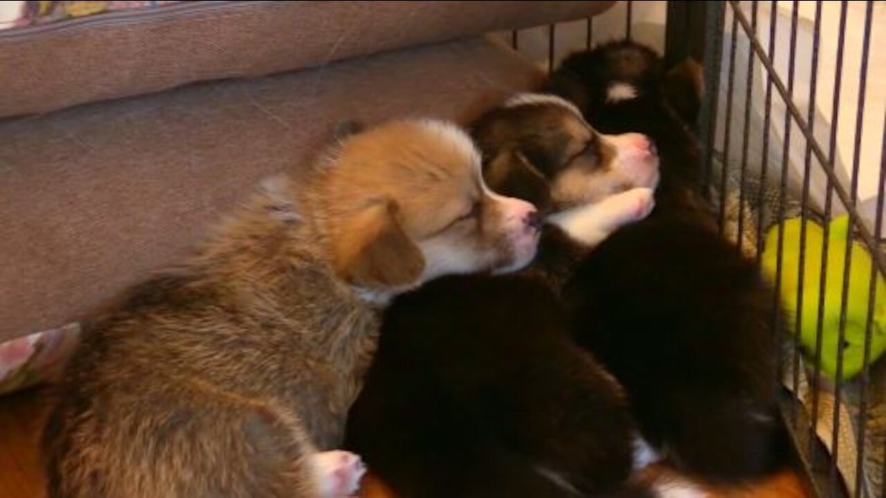 Sleeping beauty of three puppy dogs.