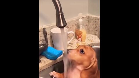 Bath time 😂❤️ please get this viral | #viral | #funnydogs | #trending | #shorts