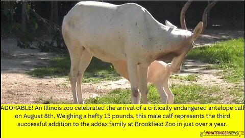 ADORABLE! An Illinois zoo celebrated the arrival of a critically endangered antelope
