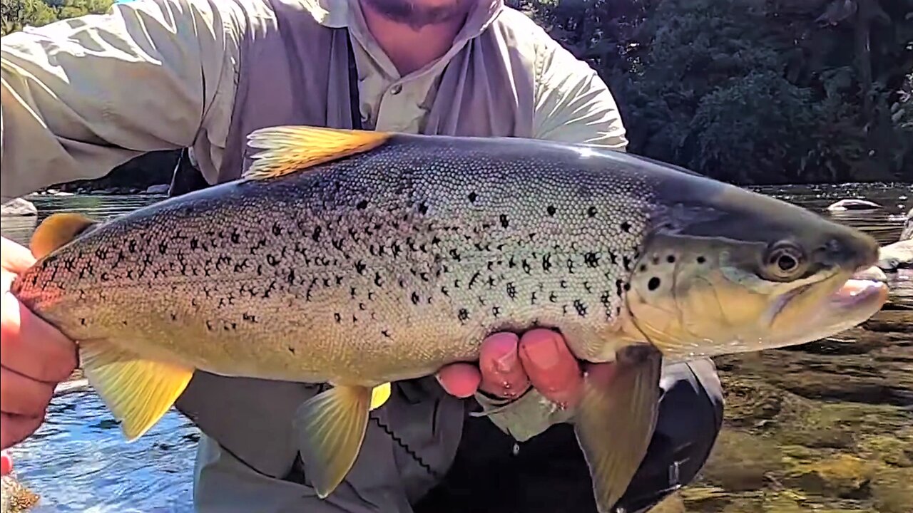 Amazing Fly Fishing - Beautiful New Zealand - Trout - Part 2