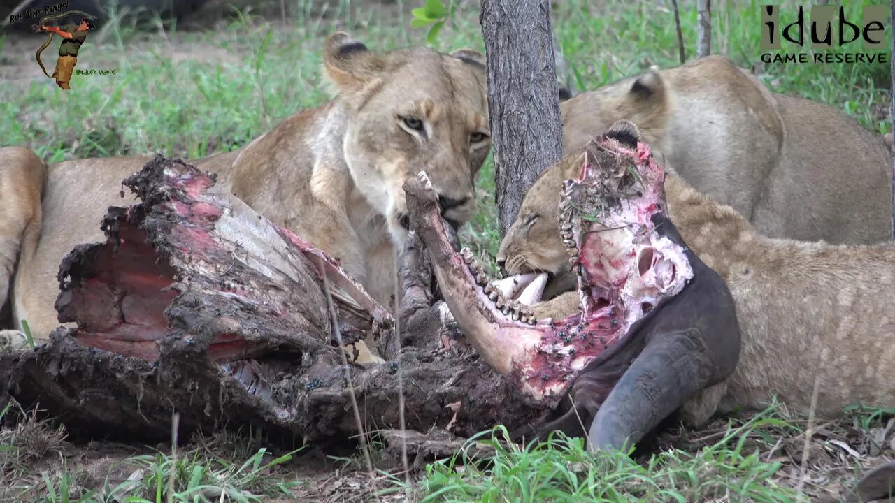 Daughters Of The Mapogo Lions - Rebuilding The Othawa Pride - 109: Eating A Buffalo