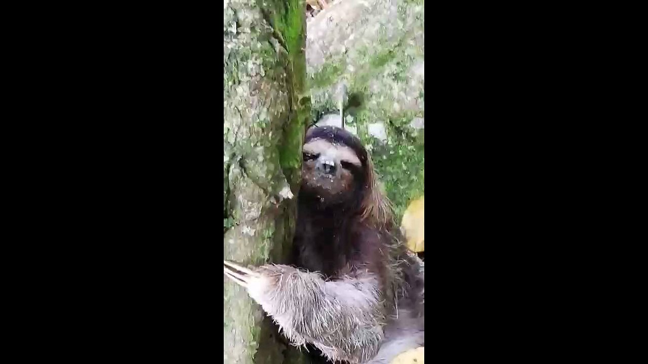 Sloth limon Costa Rica