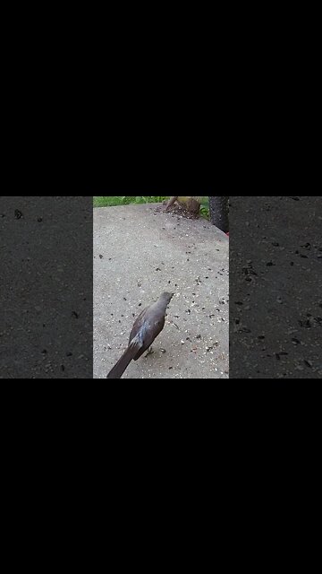 The Mockingbird Attacks The Dove #Shorts 🌻