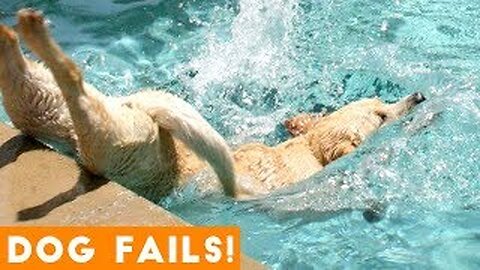 Funniest Dog Fail Compilation!!!