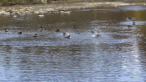 Canada Geese taking advantage of a nice warm day