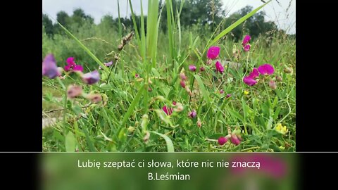 Lubię szeptać ci słowa, które nic nie znaczą -B.Leśmian