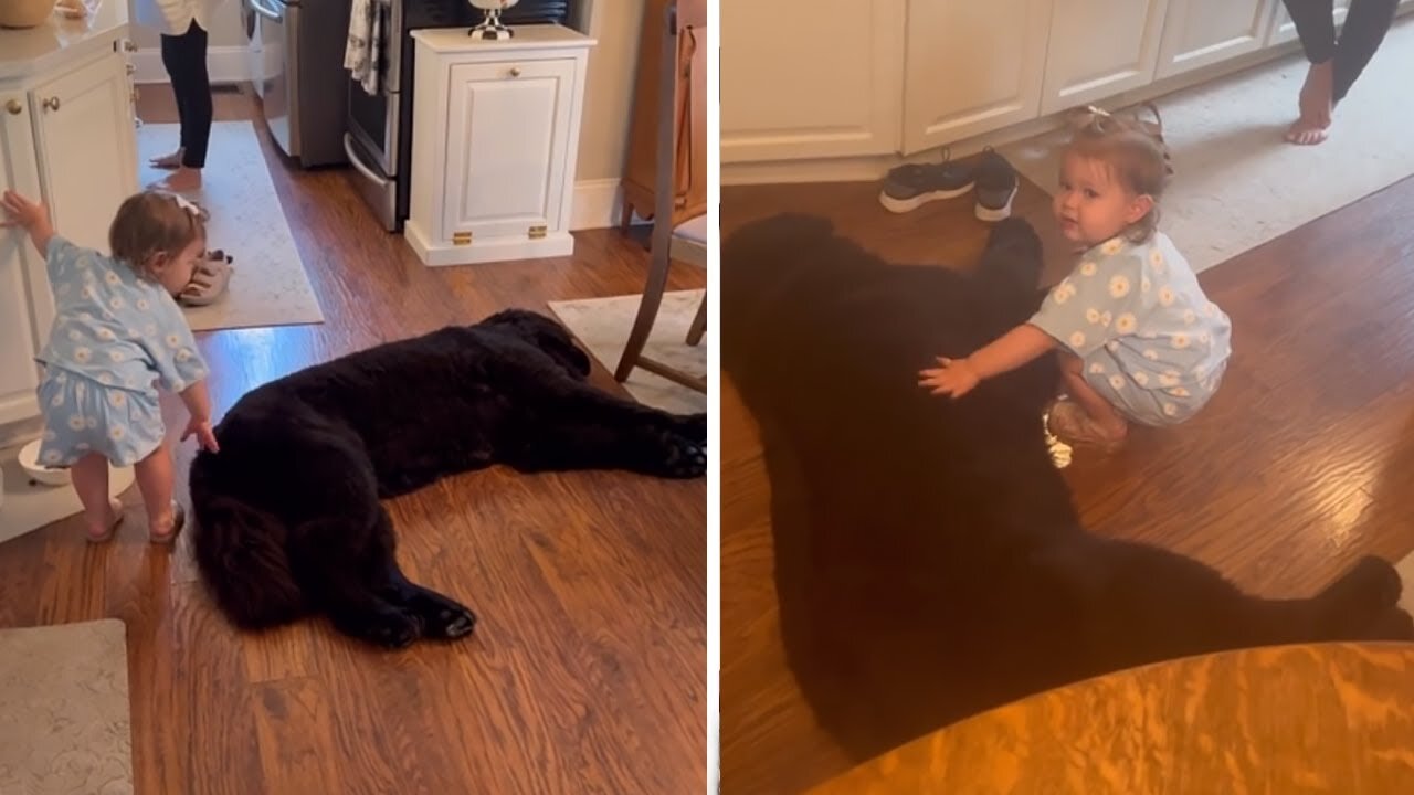 Toddler preciously gives Newfoundland some loving pets