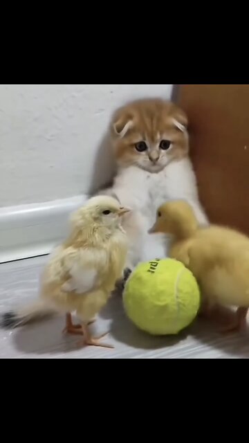 Fan feline🐶 time 8 must🐾see cute 🐱