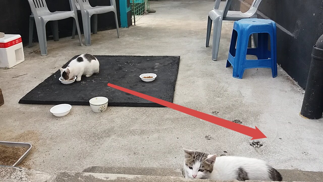 Aggressive gestures of kittens with their eyebrows removed.(64day old cat - part2)