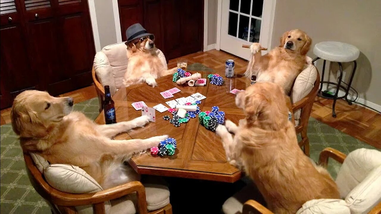 funny moments with dogs