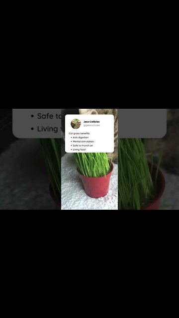 The only plant your cat should eat #shorts