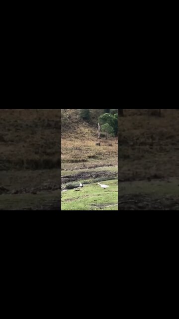 Gander chases off wild ducks
