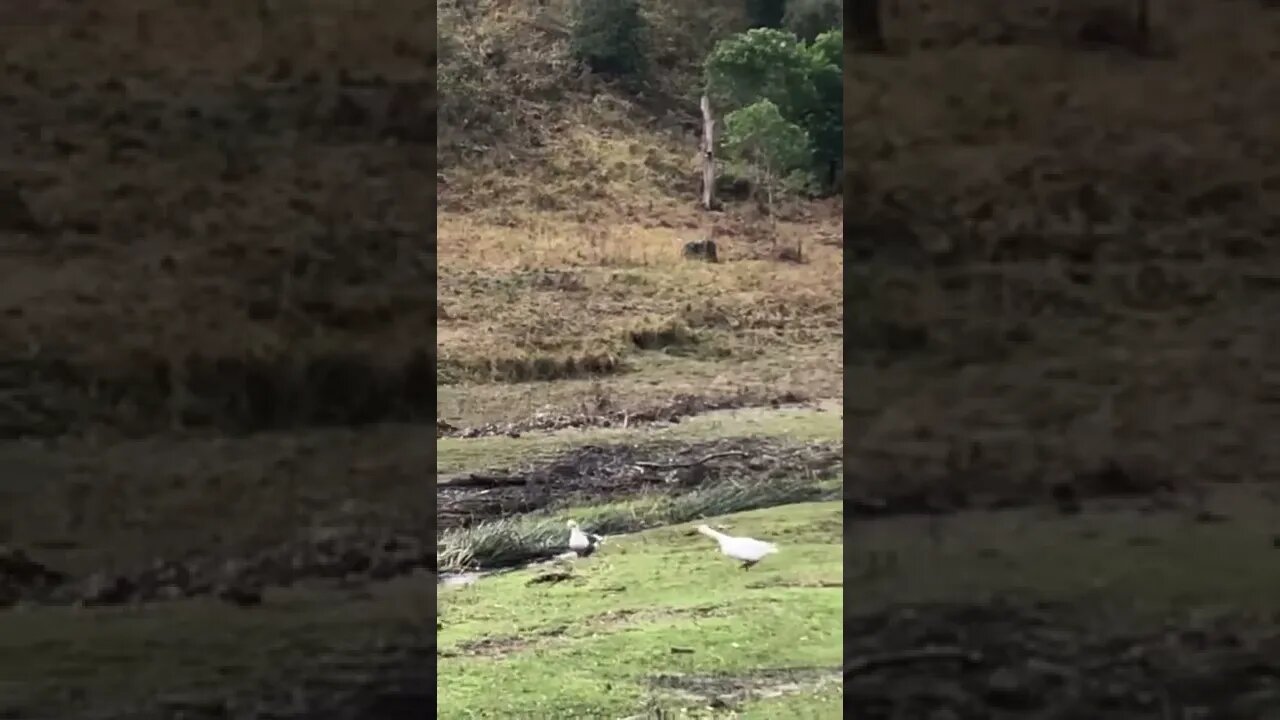 Gander chases off wild ducks
