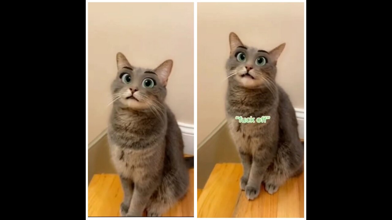 Cat Talking, Very Cute You'll Love It.