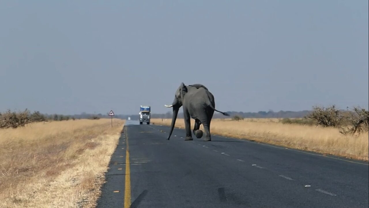 The bus almost ran over him (elephant) hahahh !!