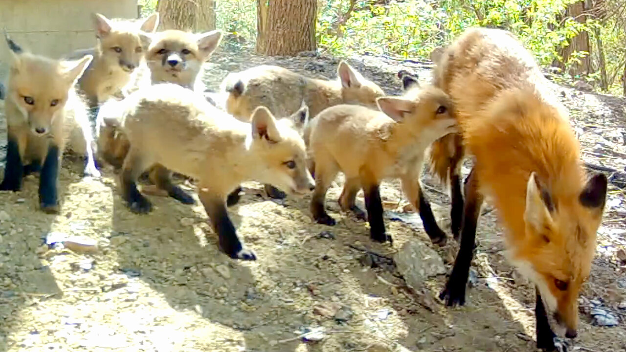 Fox Cubs Gathering to Nurse