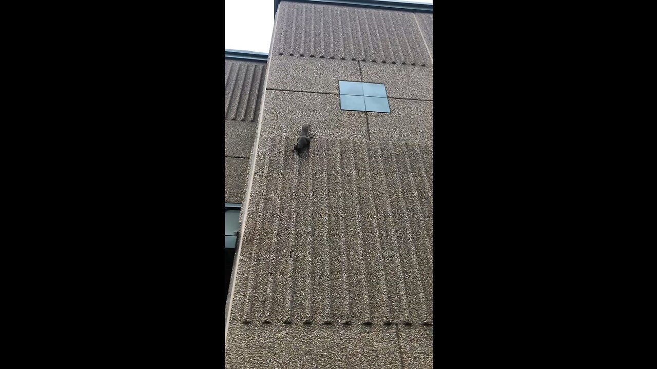 Squirrel Jumping Off A Building! Wild Life Is Crazy 😜