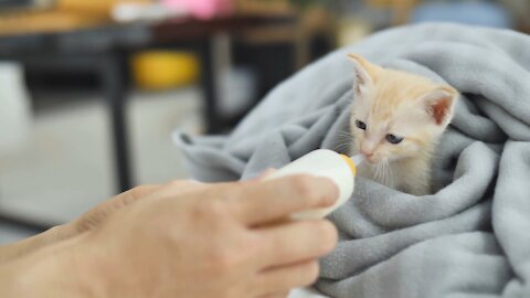 Baby cute cat gaving milk