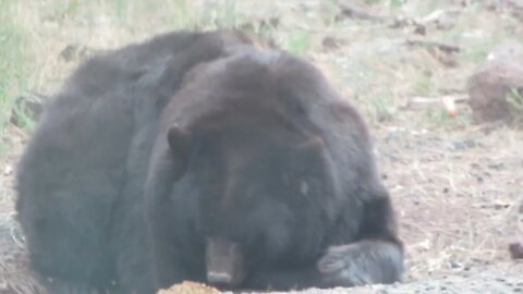 Bearizona | Big Bear chowing down