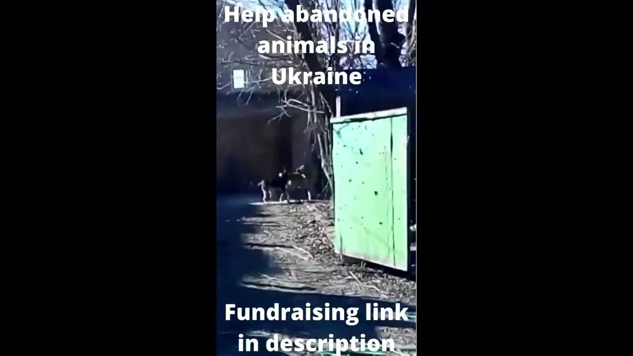 Help abandoned animals in Ukraine