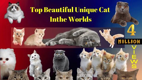 top cat the worlds .beautiful cat #world #cat #cute