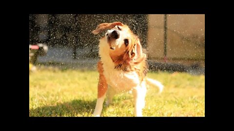 Como Deixar Os Pelos Do Cachorro Mais Macios E Sedosos