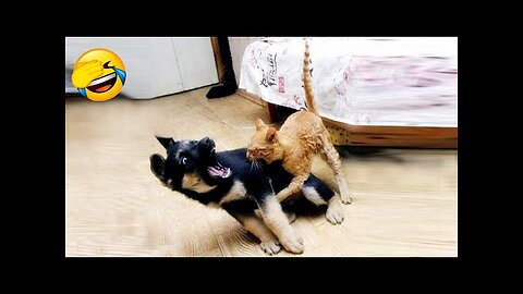 1 Hour of Funniest Cats and Dogs Videos 😁😊