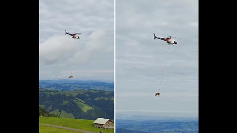 How cows are transported to the vet in Switzerland