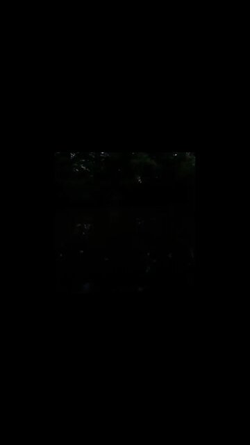 Bullfrogs can't keep a tune!🤣