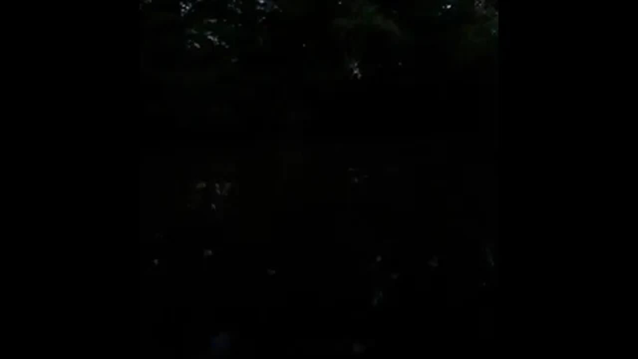 Bullfrogs can't keep a tune!🤣