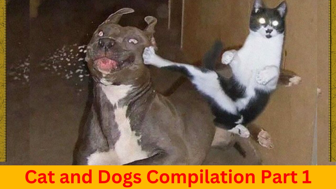 Funny Videos 2022 funny Cats and Dogs compilation, Part 1