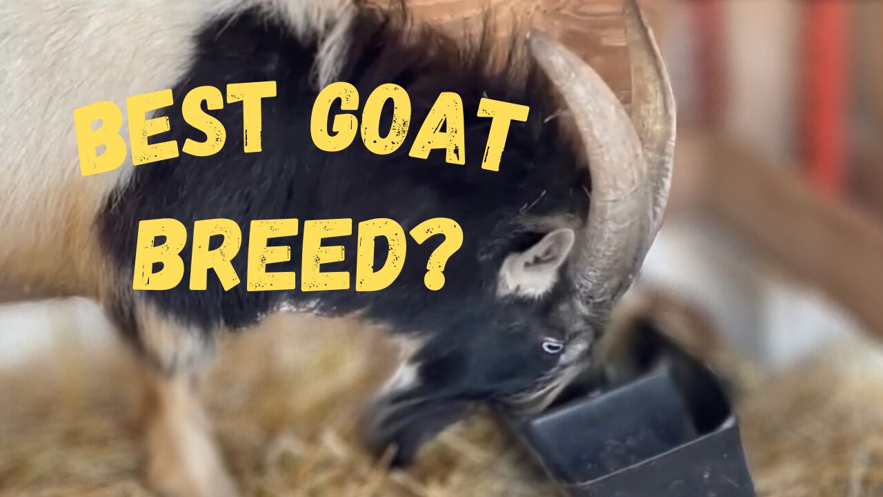 BEST Goat Breed!!