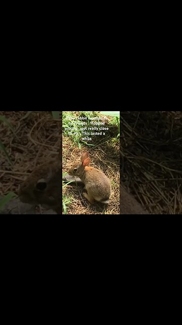 Adorable Baby Rabbit Attempting to be BFFs with Me