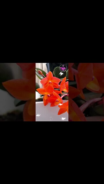 🤩PSYCHEDELIC🤪🥊 Miniature Cattleya cernua | An AMAZING Bloom Spectacle #ninjaorchids #shorts