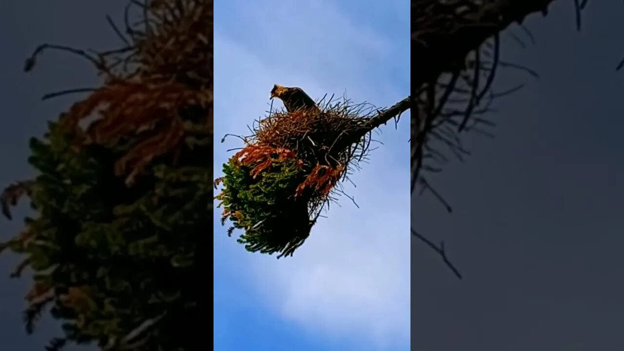 Aves del Uruguay: Carancho en su nido (atacado por abejas)