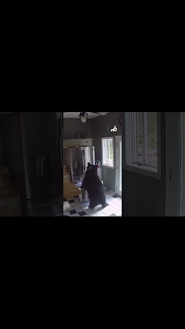 Bear breaks into home and was caught stealing frozen lasagna out of freezer