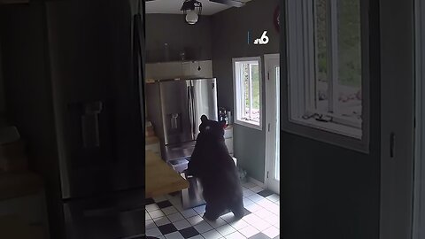 Bear breaks into home and was caught stealing frozen lasagna out of freezer