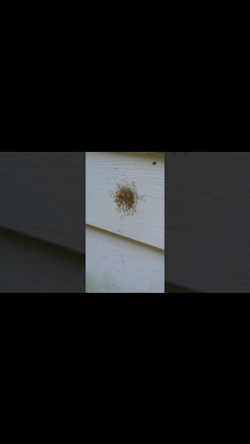 Touching a cluster of baby spiders