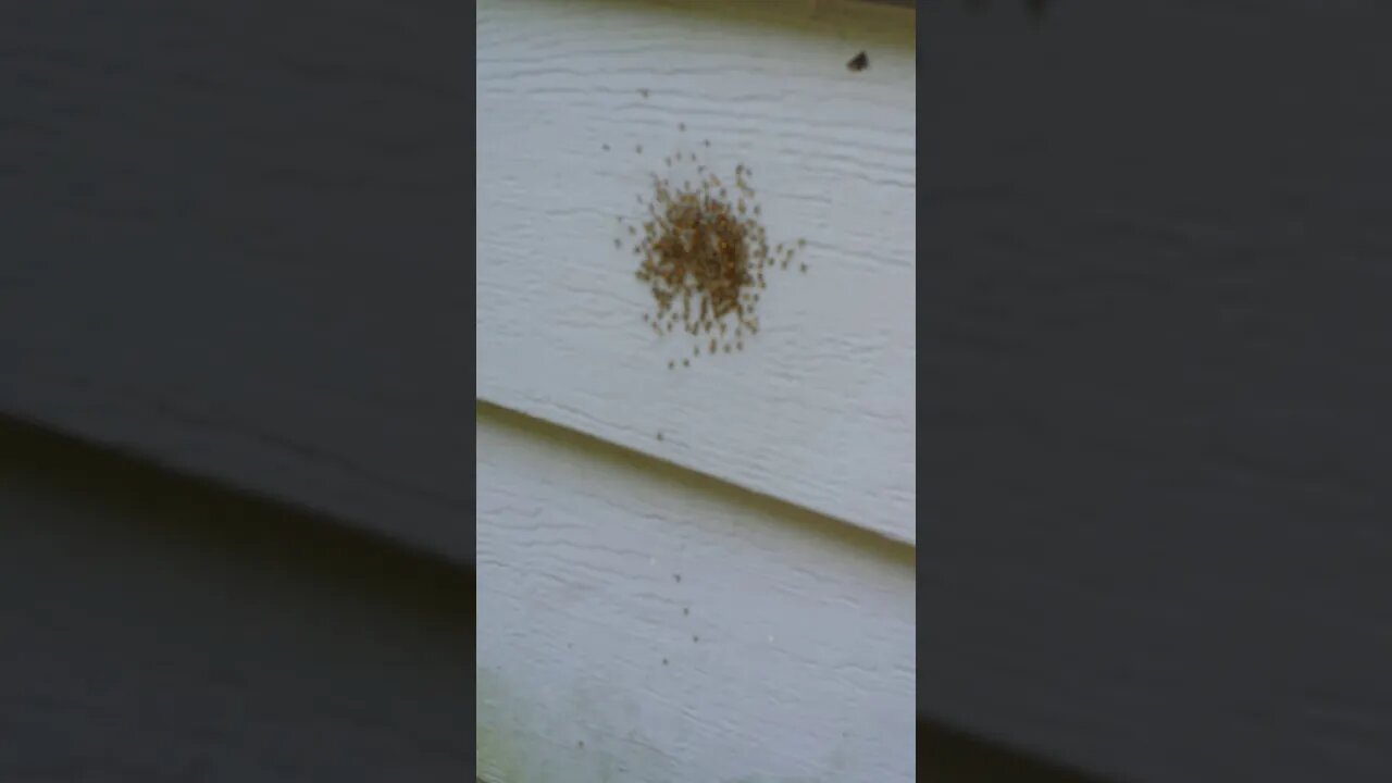 Touching a cluster of baby spiders