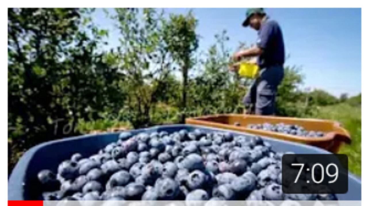 Cultivation And Harvesting Blue Berries -Blue Berries Juice Production