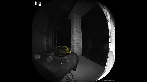 Bear Caught On Ring Camera