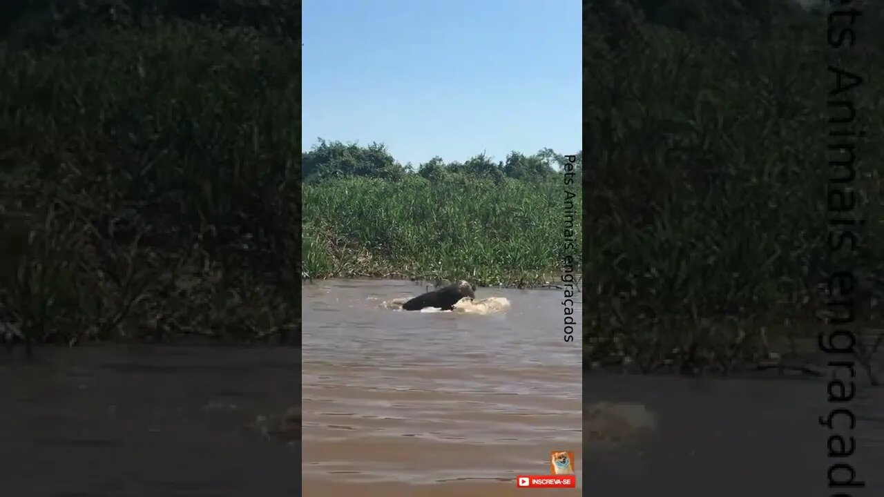 Luta de Onça e Jacaré no pantanal