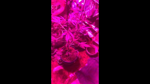 DHP Greenhouse 4-9-2022 #marijuana