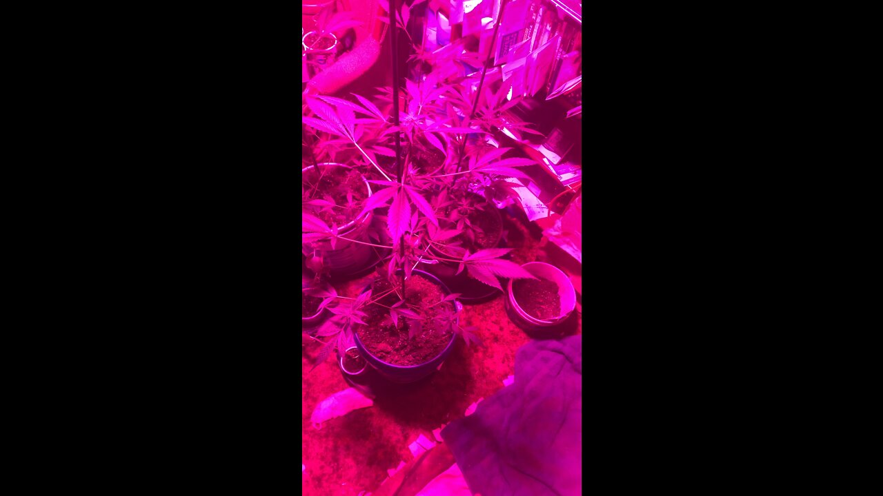 DHP Greenhouse 4-9-2022 #marijuana