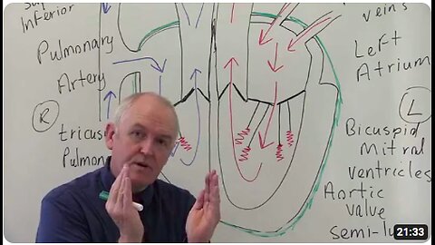 Cardiovascular System 1, Heart, Structure and Function