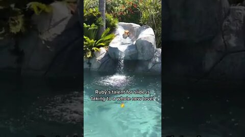 1Min Animal World #dogs #cats #pet