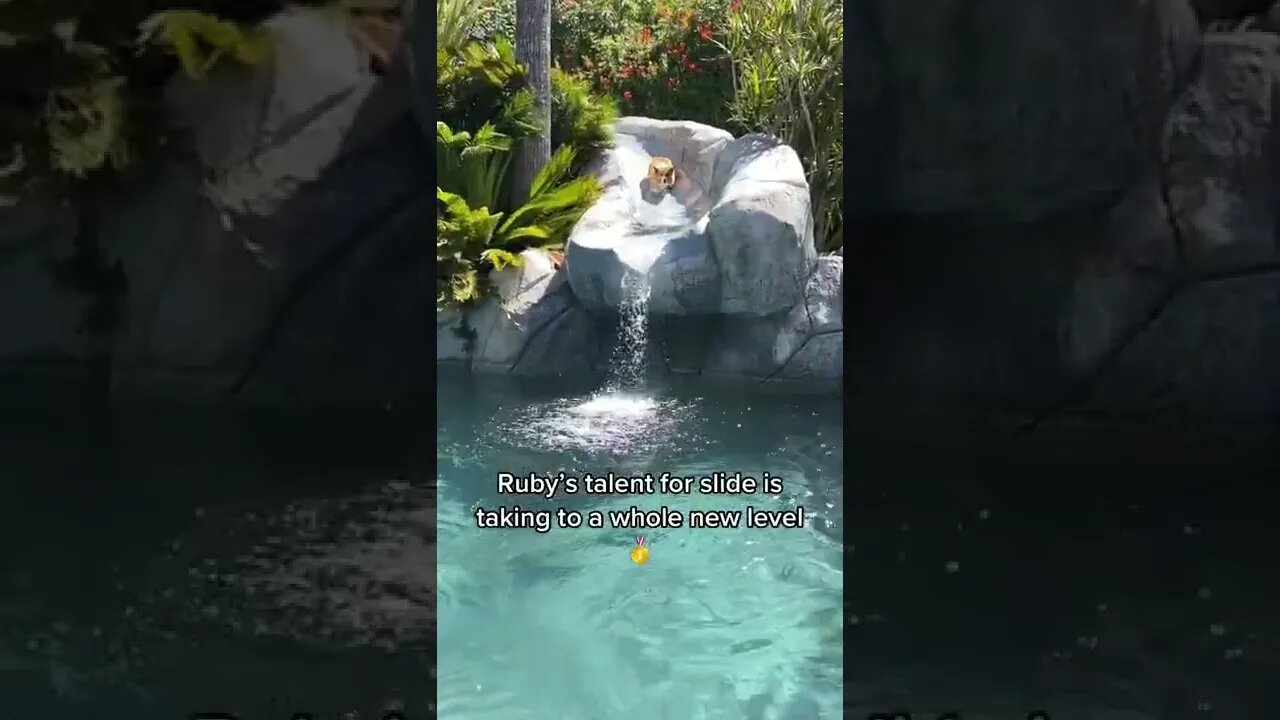 1Min Animal World #dogs #cats #pet