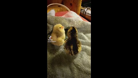TWO MORE CUTIES