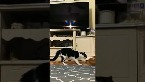Funny Cat Fails 2022 |TRY NOT TO LAUGH WATCHING FUNNY ANIMAL FAILS VIDEOS 2021